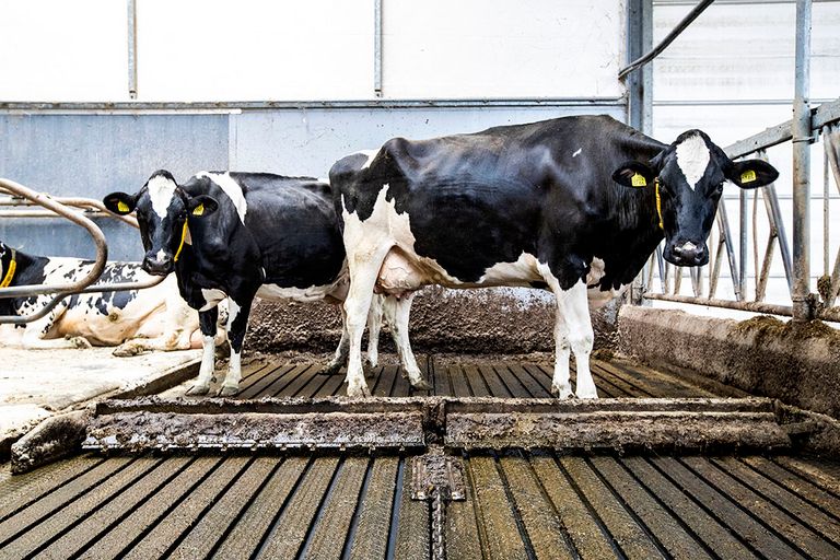 Onderzoek naar emissiearme stalvloeren op Dairy Campus. - Foto: Ronald Hissink