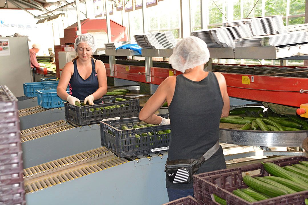 Komkommermarkt bijzonder kwetsbaar. Foto: Peter Visser.