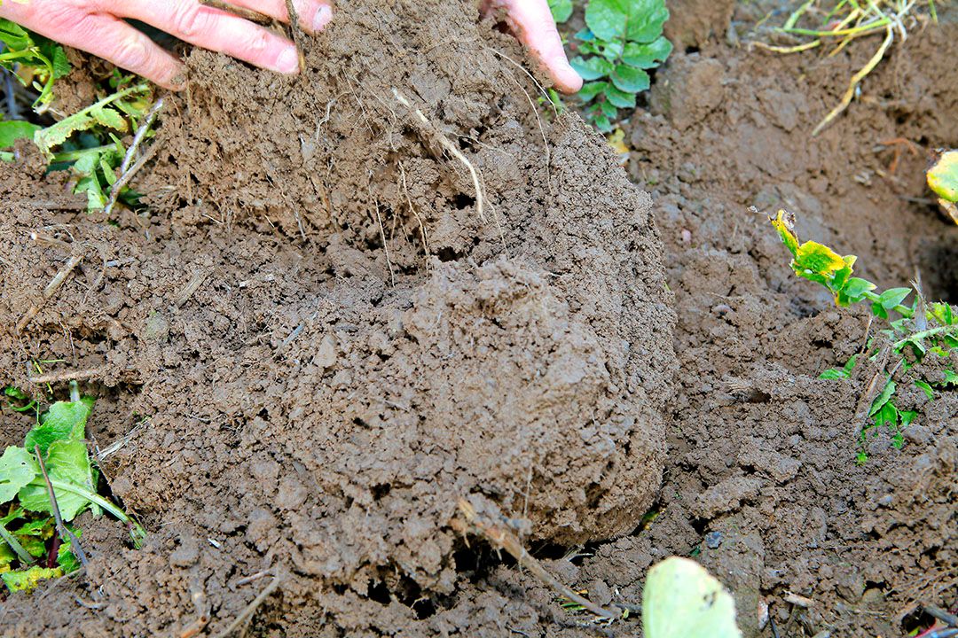 De hypothese van het onderzoek was dat hoe ongezonder de bodem, des te sterker en gevoeliger het bodem-microbioom zal reageren op stress.  - Foto: Henk Riswick