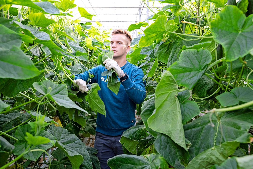 Het open houden van het gewas bevordert de vruchtkwaliteit. Foto: Bram Becks