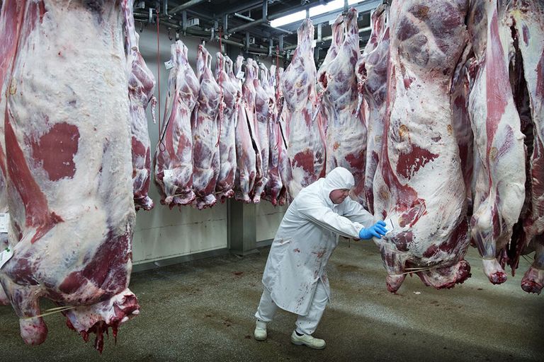 De afdeling uitbeenderij voor kalfsvlees van de Nederlandse VanDrie Group. - Foto: ANP