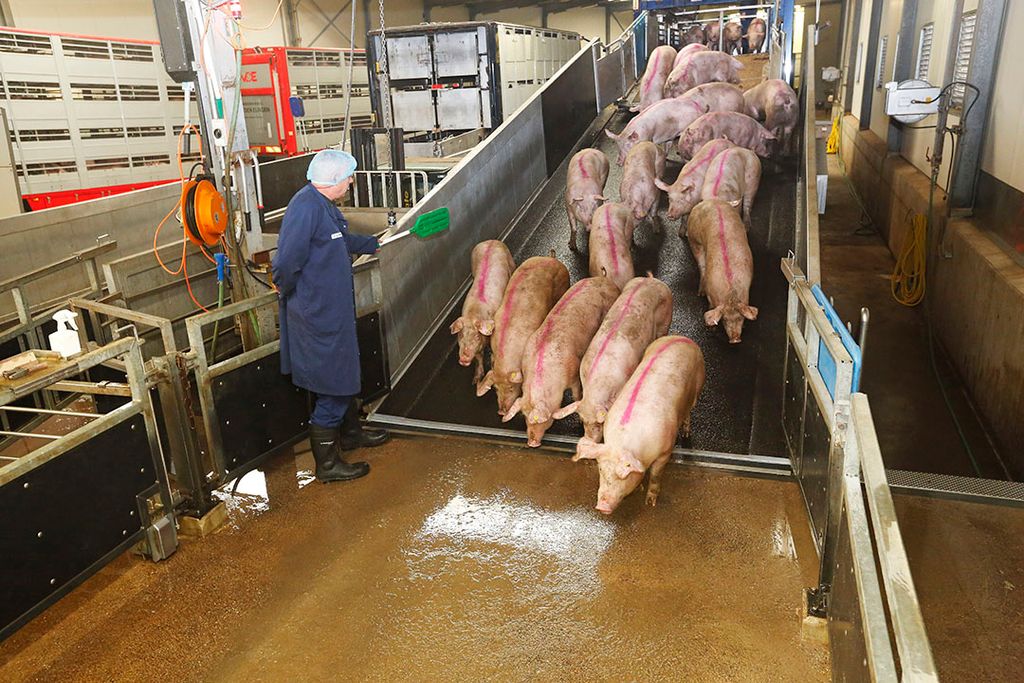 Het lossen van varkens bij slachterij Compaxo in Zevenaar (Gld.). - Foto: Henk Riswick