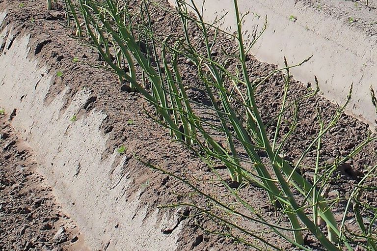 Archiefbeeld van groene asperge. - Foto: Stan Verstegen.