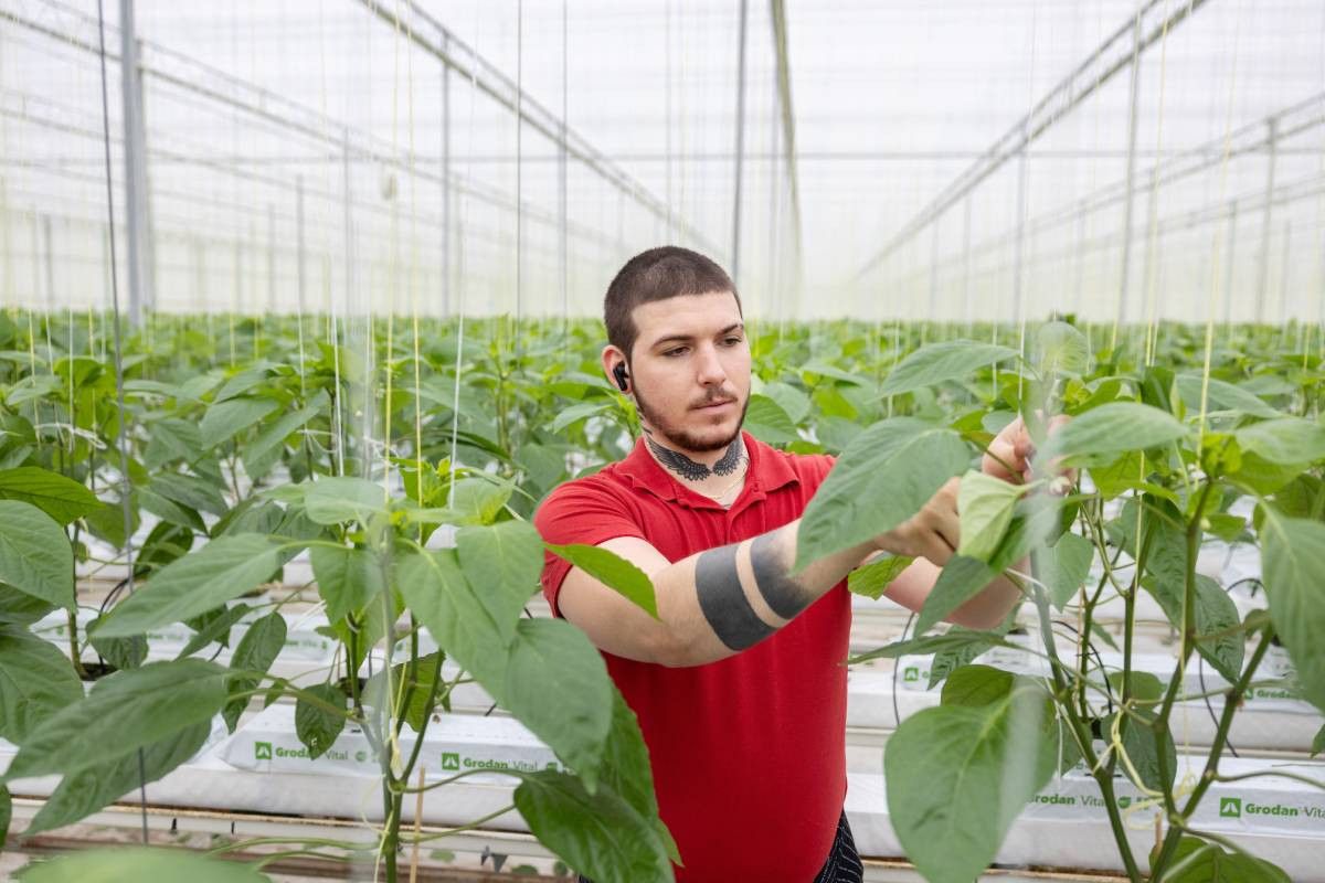 Alle planten bij paprikabedrijf Duijnisveld staan inmiddels vast met een touwtje. Foto: Herbert Wiggerman