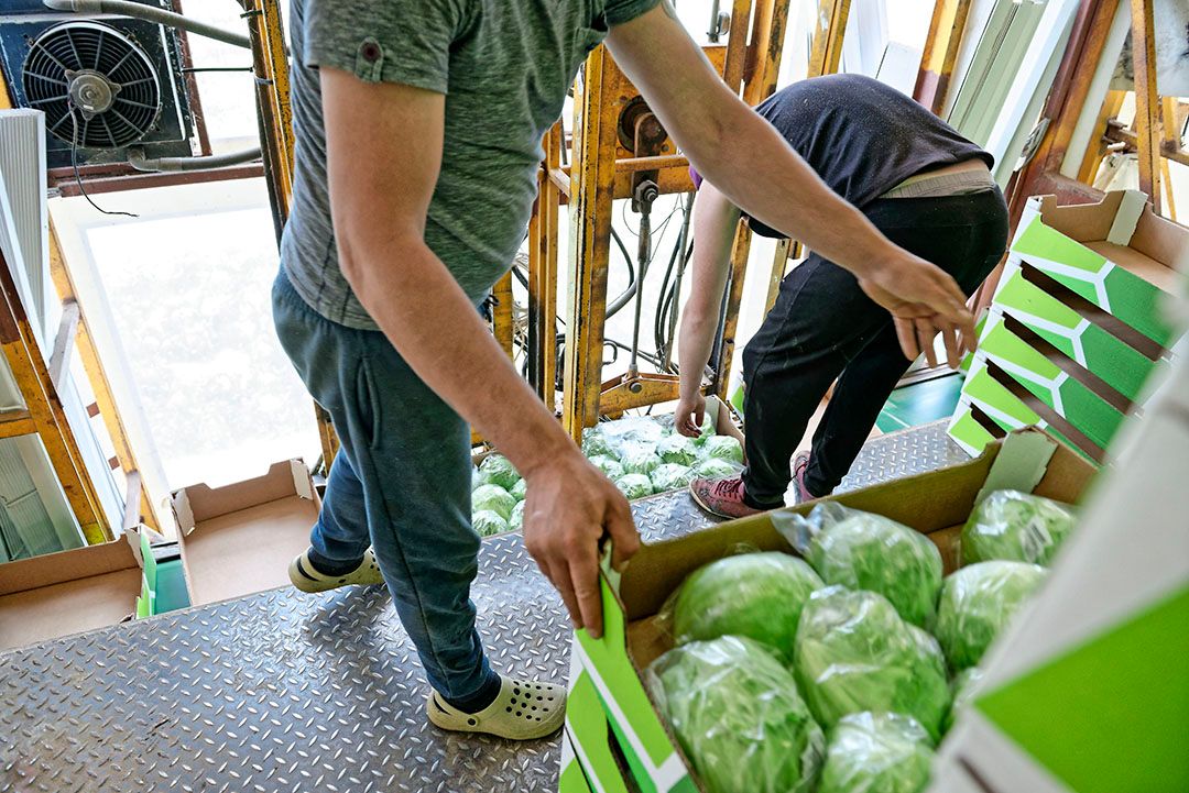 De ijsbergslabollen zijn mooi en strak van vorm. - Foto: Lex Salverda