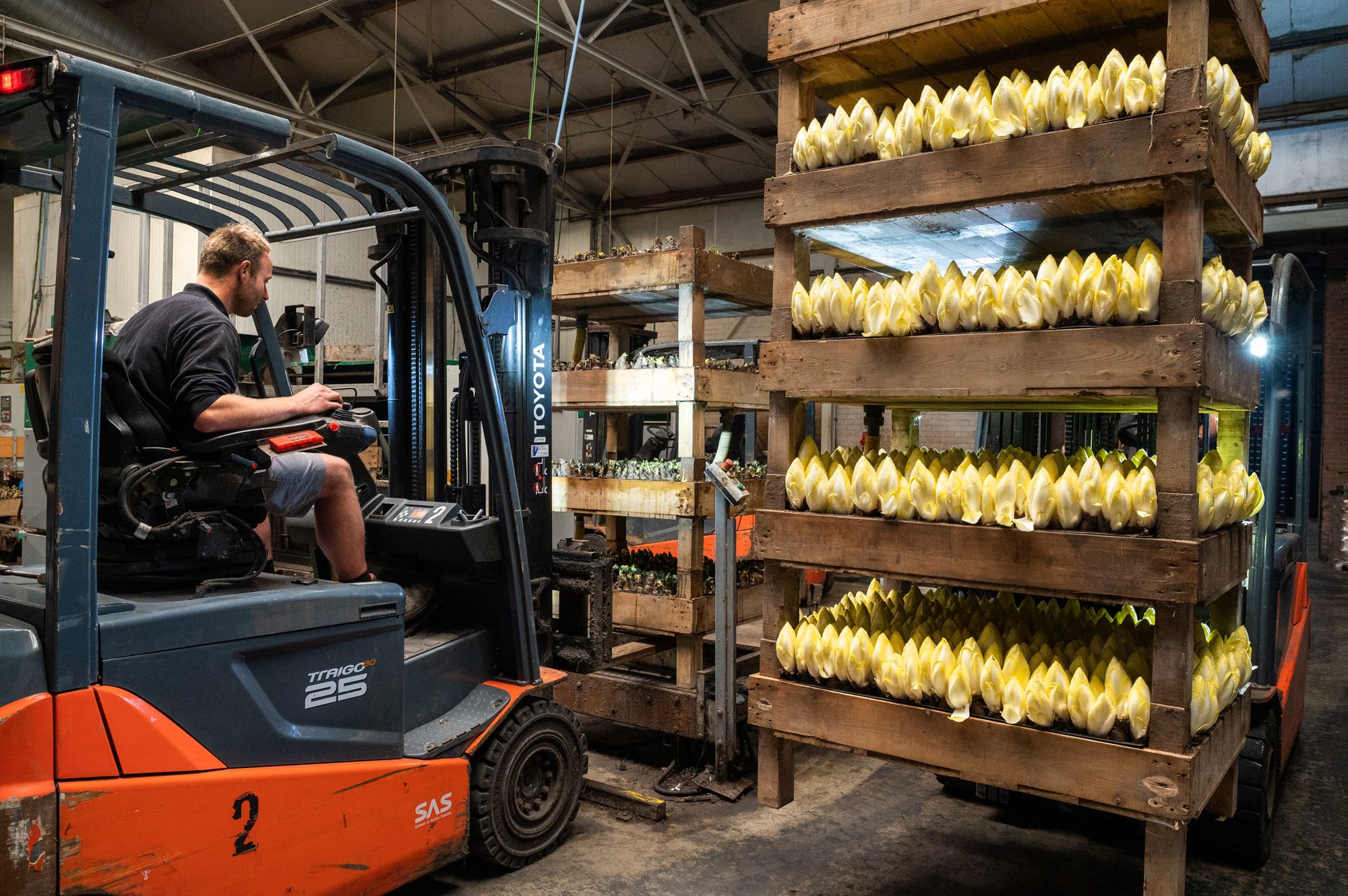 Vanaf half januari is de prijsvorming zeer moeilijk. Het rendement van de witlofproductie in de trekbakken is bijzonder goed. Hierdoor is er voldoende handel op de markt. Foto: Cor Salverius