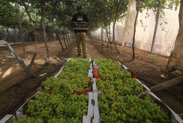 Archieffoto van druivenoogst. Jupiter bezit eigen druivenbedrijven in onder meer Griekenland. - Foto: ANP