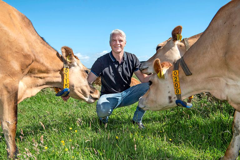 Wiebe Willig melkt sinds enkele jaren Jerseys. Hij heeft er nu 116 aan de melk. "Ze geven betere melk, die de kaas iets romiger maakt en een heel eigen smaak geeft.”