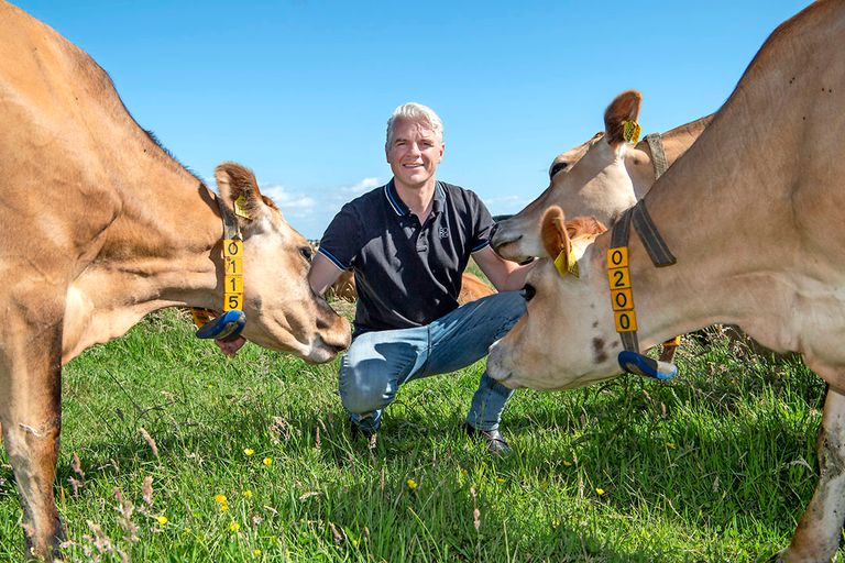 Wiebe Willig melkt sinds enkele jaren Jerseys. Hij heeft er nu 116 aan de melk. "Ze geven betere melk, die de kaas iets romiger maakt en een heel eigen smaak geeft.”