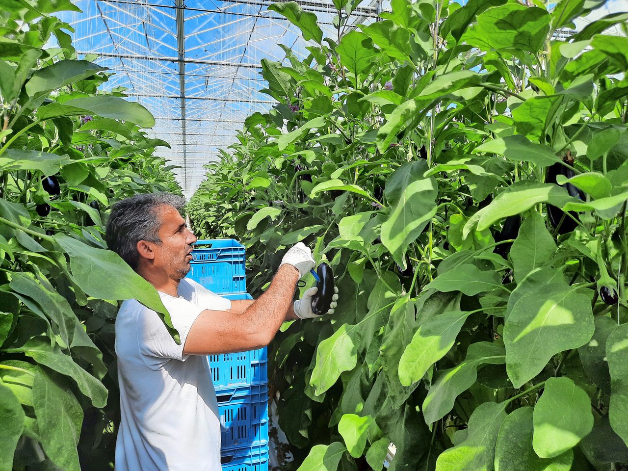 De aubergines worden bewust fijner geoogst dan gebruikelijk. Foto: Harry Stijger