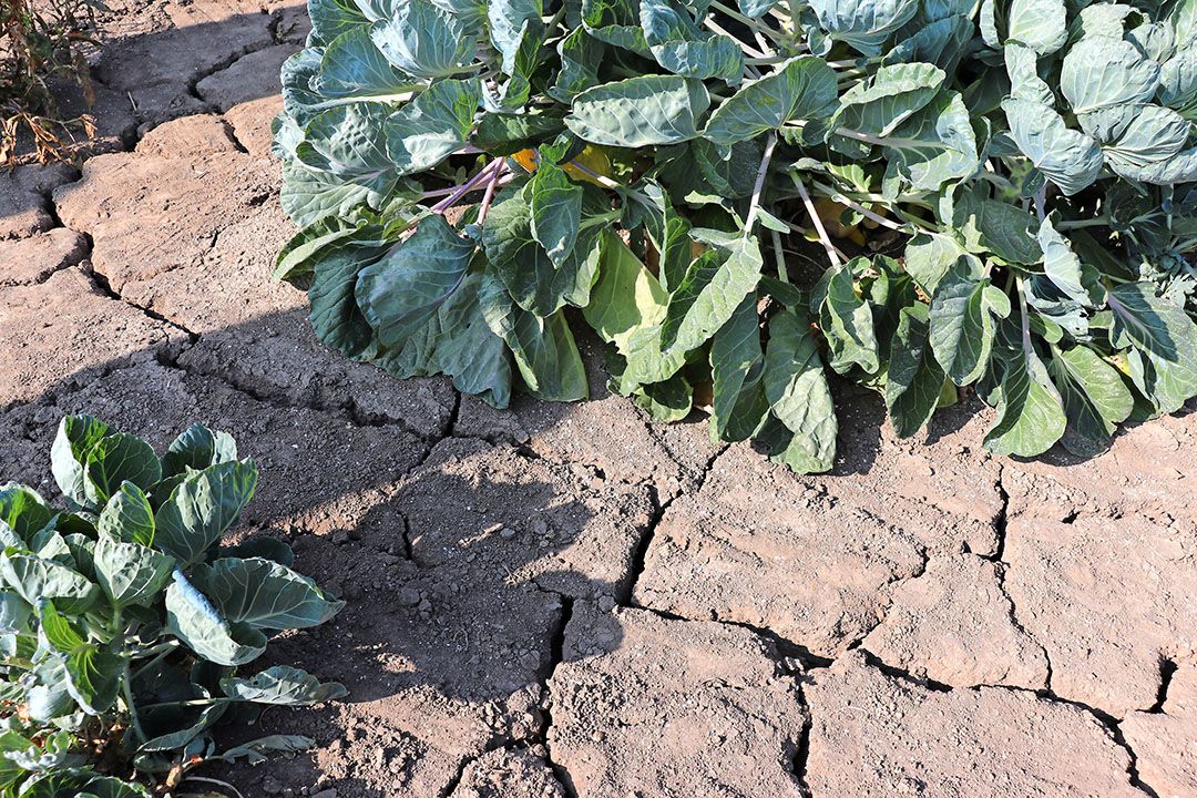 Deze planten kunnen wel wat hulp gebruiken. - Foto: Joost Stallen