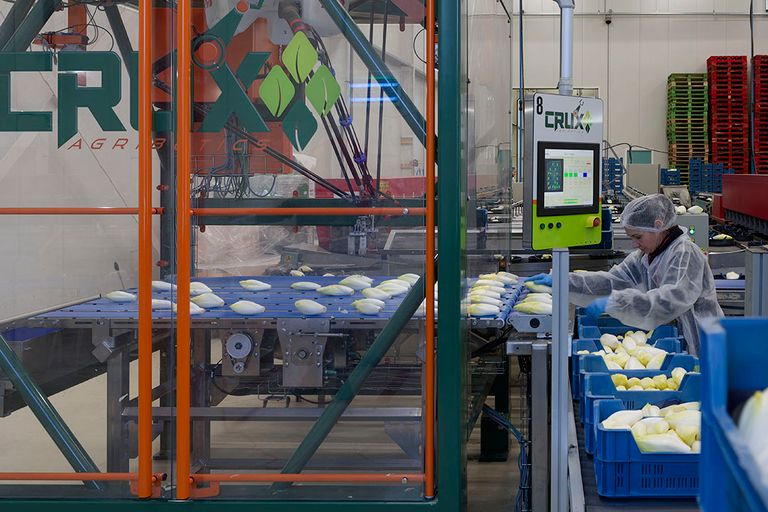 Tolpoort Vegetables wil vooroplopen in innovatie, bijvoorbeeld robotisering van de witloflijn.