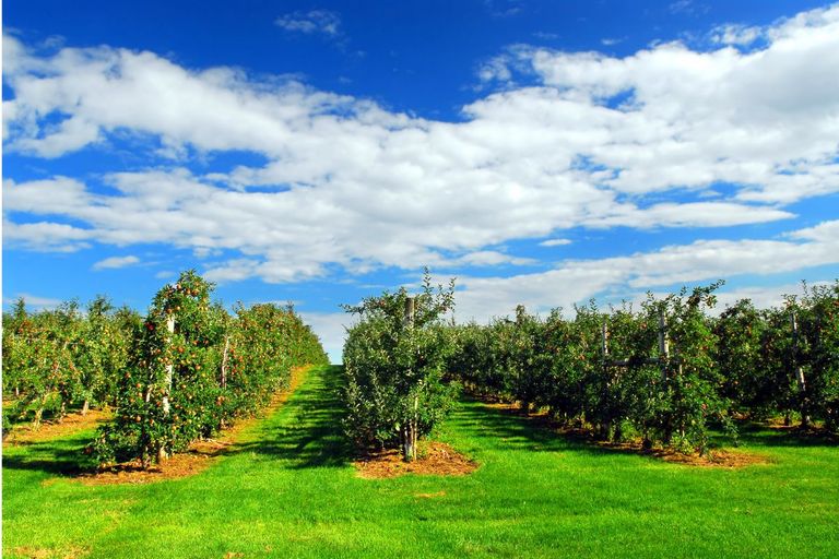 Baywa verkoopt onder meer appels van Duitse en Nieuw-Zeelandse telers. – Foto: Canva/Elena Photo