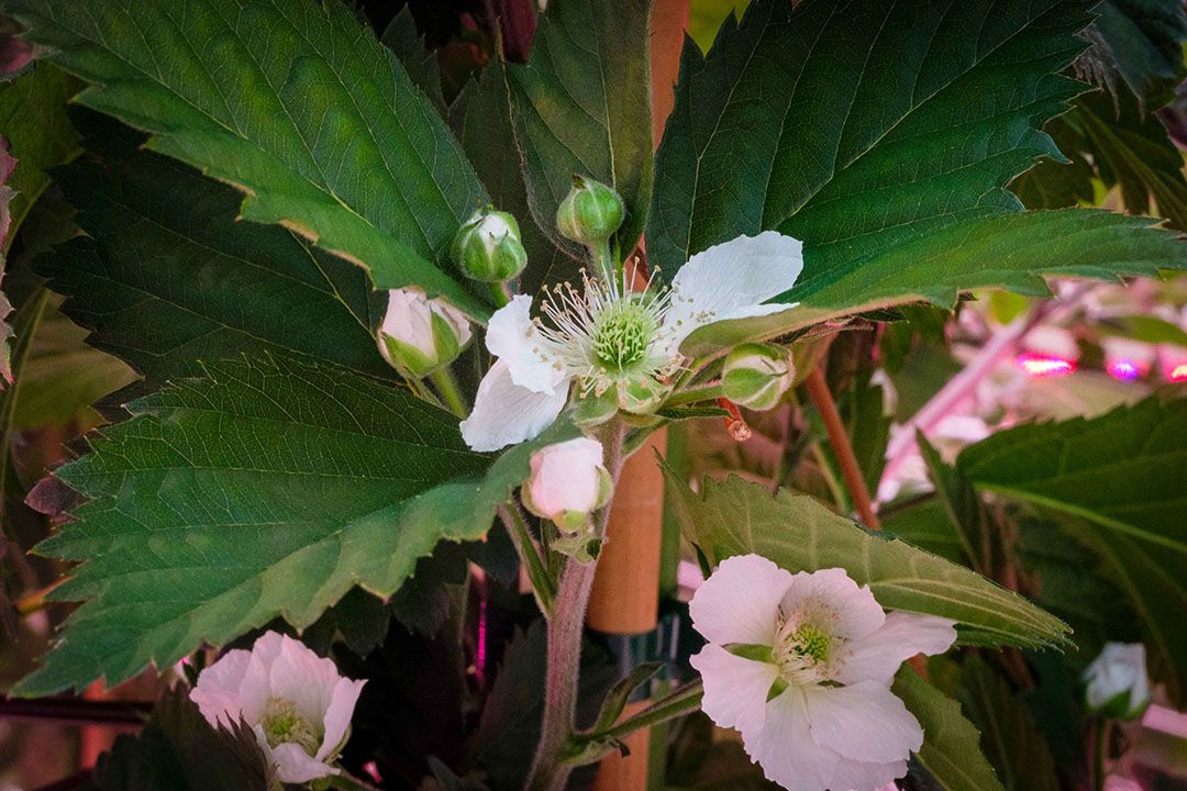 Bramenplant in een kas. - Foto: Roel Dijkstra