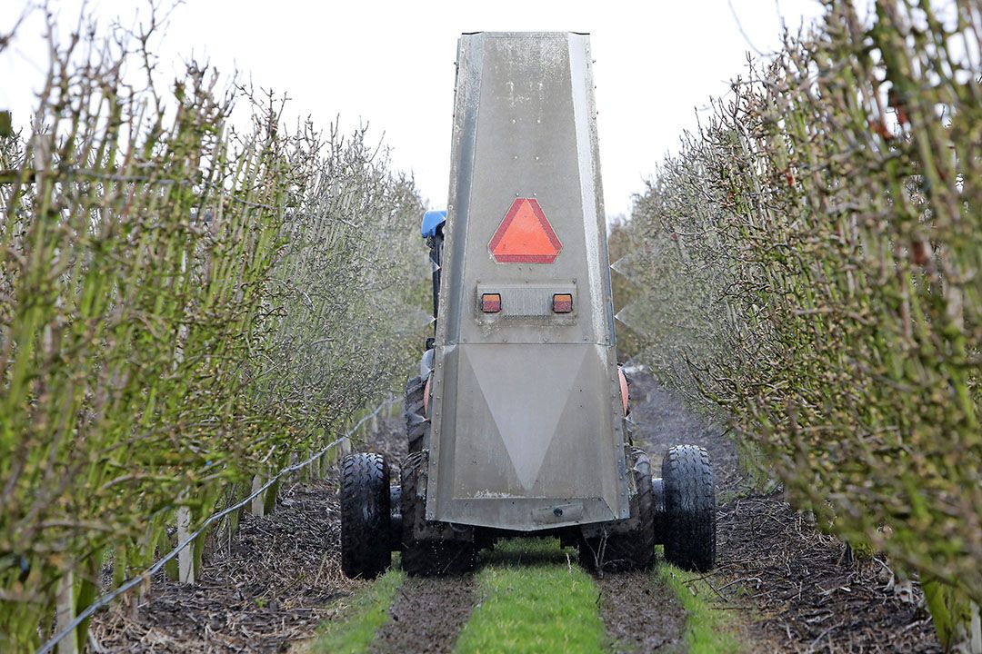 De eerste schurftbestrijding zonder de grasstrook te beschadigen, kan alleen met extra banden. - Foto: Vidiphoto