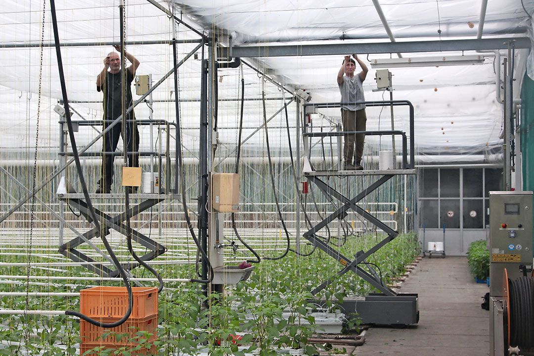 Werken in de kas in Nootdorp. - foto: Harry Stijger