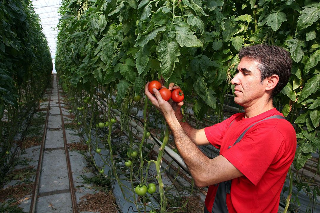 De glastuinbouw in Kazachstan maakt een snelle ontwikkeling door. Kazachstan heeft zelf gaswinning en de gasprijzen zijn dit jaar niet of nauwelijks gewijzigd. De tomatenprijzen zijn hoog. - Foto: Canva/dgdimension