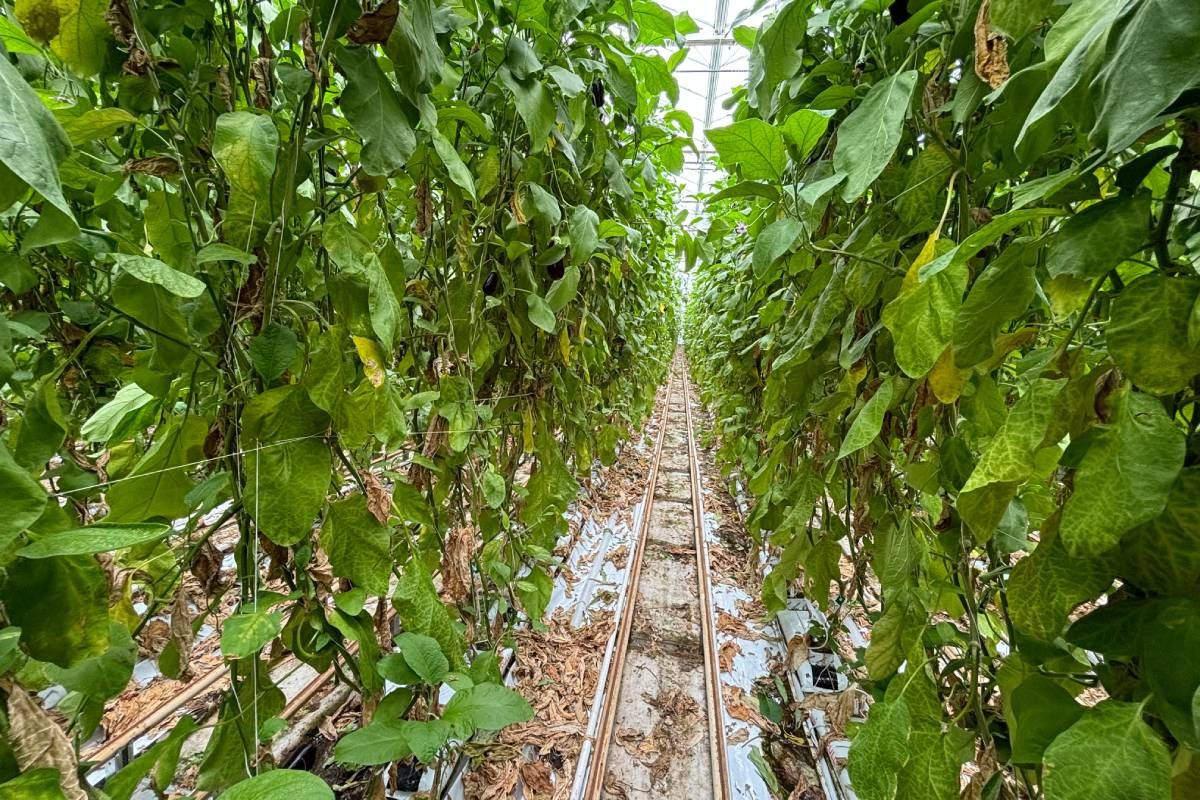 Door de aubergineplanten onderin bij elkaar te binden en bovenin de draden wat meer uit elkaar te doen, krijgen ze meer licht. Ook is er meer ruimte voor de werkzaamheden. – Foto: Harry Stijger