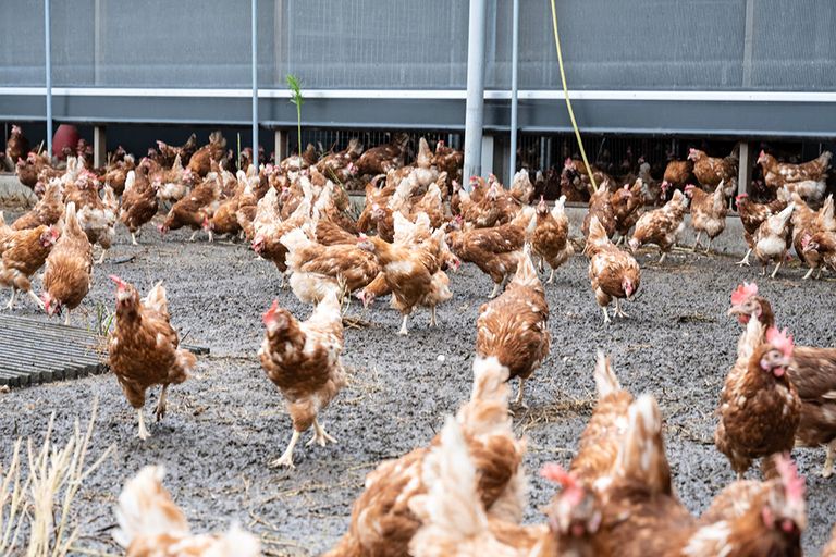 Als vaccineren succesvol blijkt en wordt toegestaan, kunnen de kippen weer naar buiten. - Foto: Michel Velderman