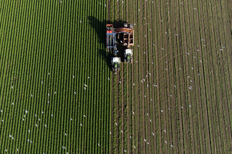 Het gaat om een groei van het biologische areaal van 80.000 hectare naar zo’n 300.000 hectare in 2030.  Foto: Ton Kastermans Fotografie