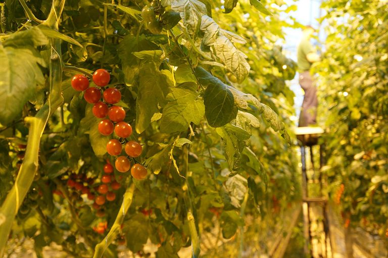 Cherrytomaten in een kas. Plus wil dat alle leveranciers van tomaten duurzaam produceren, met onder meer aardwarmte. - Foto: Gerard Boonekamp