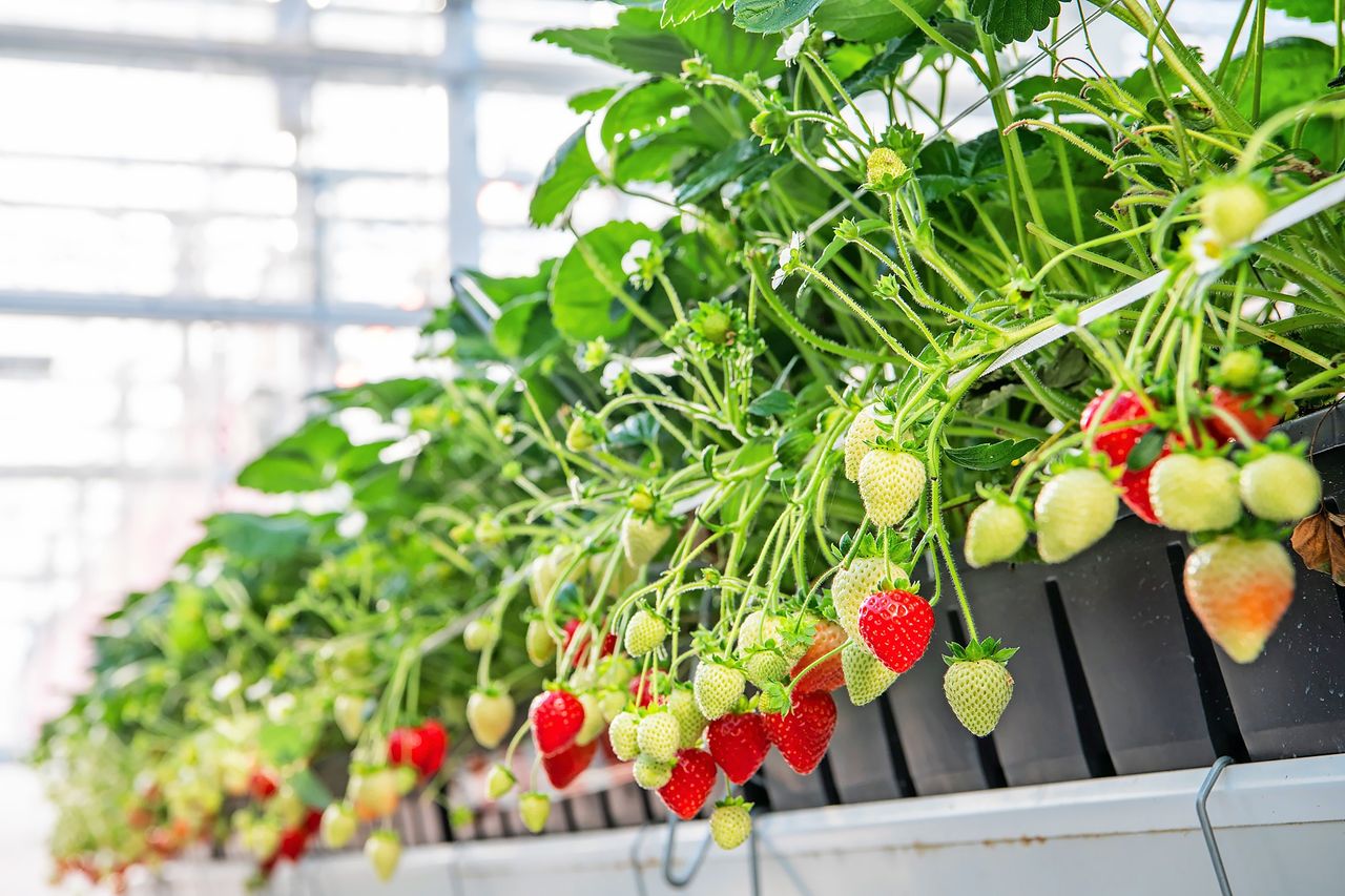 Dit jaar zijn enkele hectares Limore One geplant in Nederland, het Verenigd Koninkrijk en Polen. Het gaat hierbij zowel om kas- als stellingteelt. – Foto’s: Limgroup