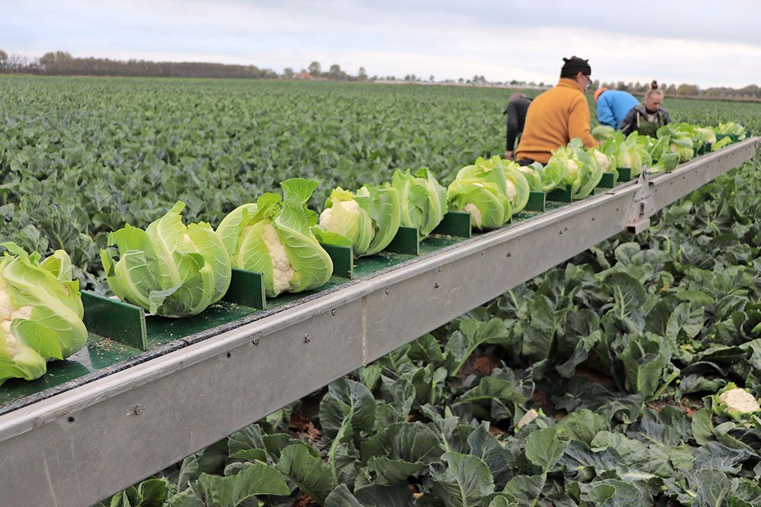 Er viel net genoeg regen en de bloemkool kan toch worden geoogst. - Foto: Joost Stallen