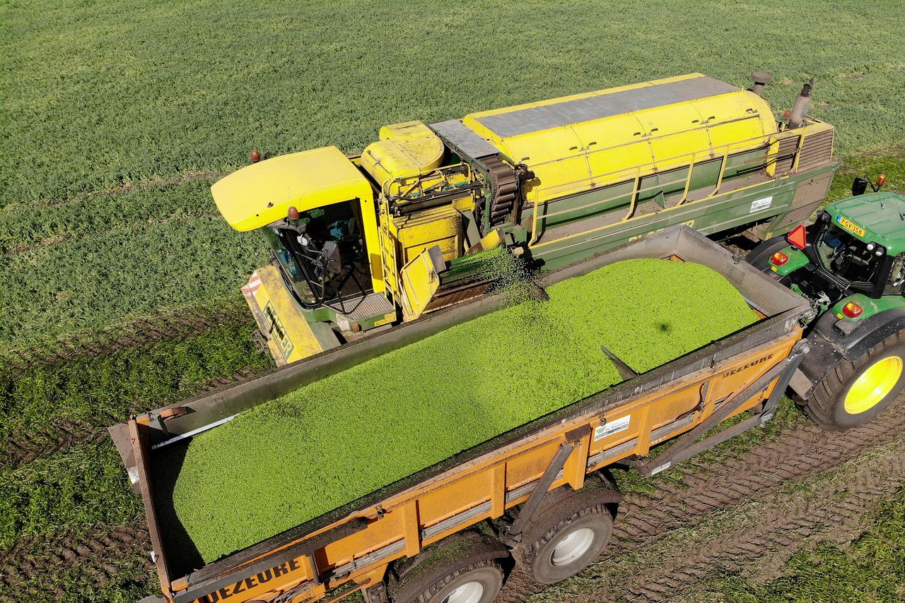 Erwtenoogst in 2019. Verwerkers vrezen dit jaar voor tekorten vanwege de problemen met inzaaien. – Foto: Hans Prinsen