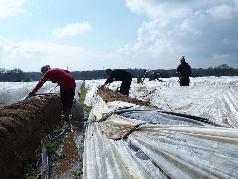 In de proef is de handmatige oogst uitgevoerd met een 1-wielig handkarretje met daarop een plastic krat voor de geoogste asperge. Die specifieke oogstwijze kennen we in Nederland niet.