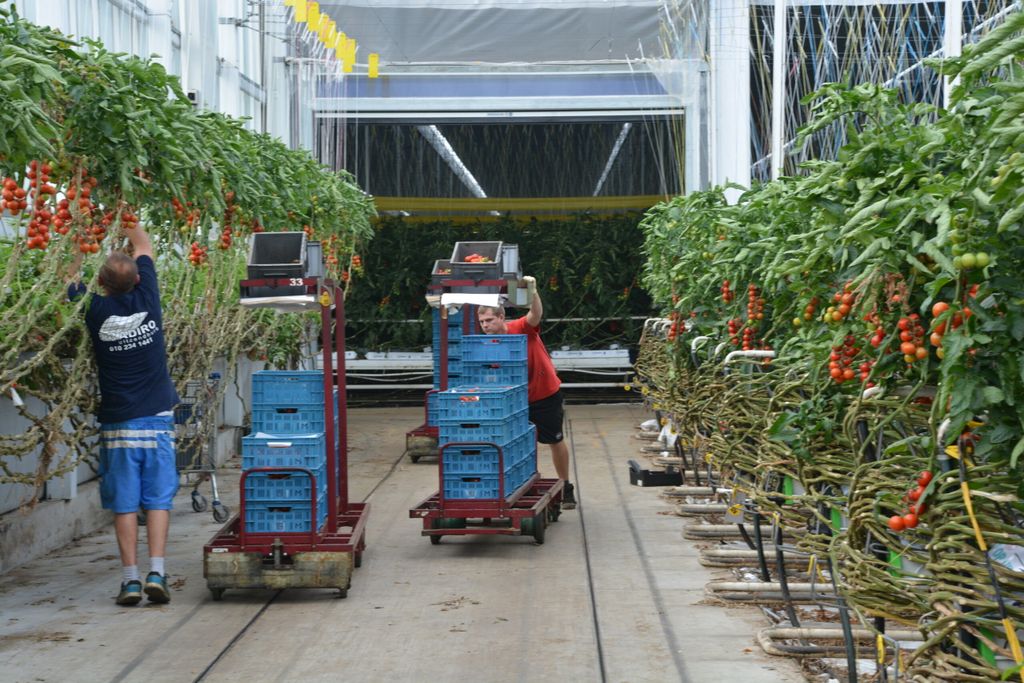 Vooral in de tomatenteelt werden in 2017 bedrijfseconom isch uitstekende resultaten behaald. - foto: G&F