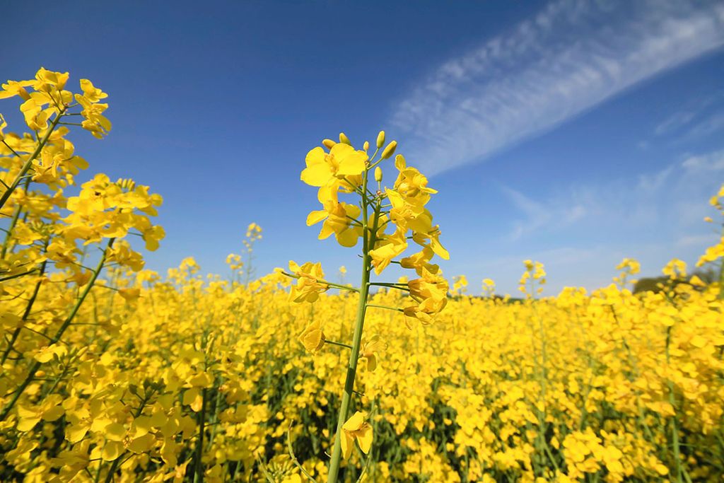 De introductie van DSM volgt op een jarenlang onderzoek naar hoe eiwit uit koolzaad is te halen. - Foto: Scott Cartwright/Canva