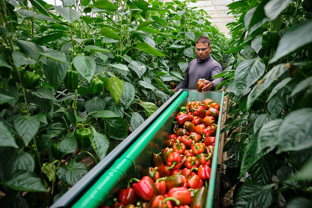 Paprikatelers scoorden in 2022 goed met 10% hogere productopbrengst. - Foto: Roel Dijkstra