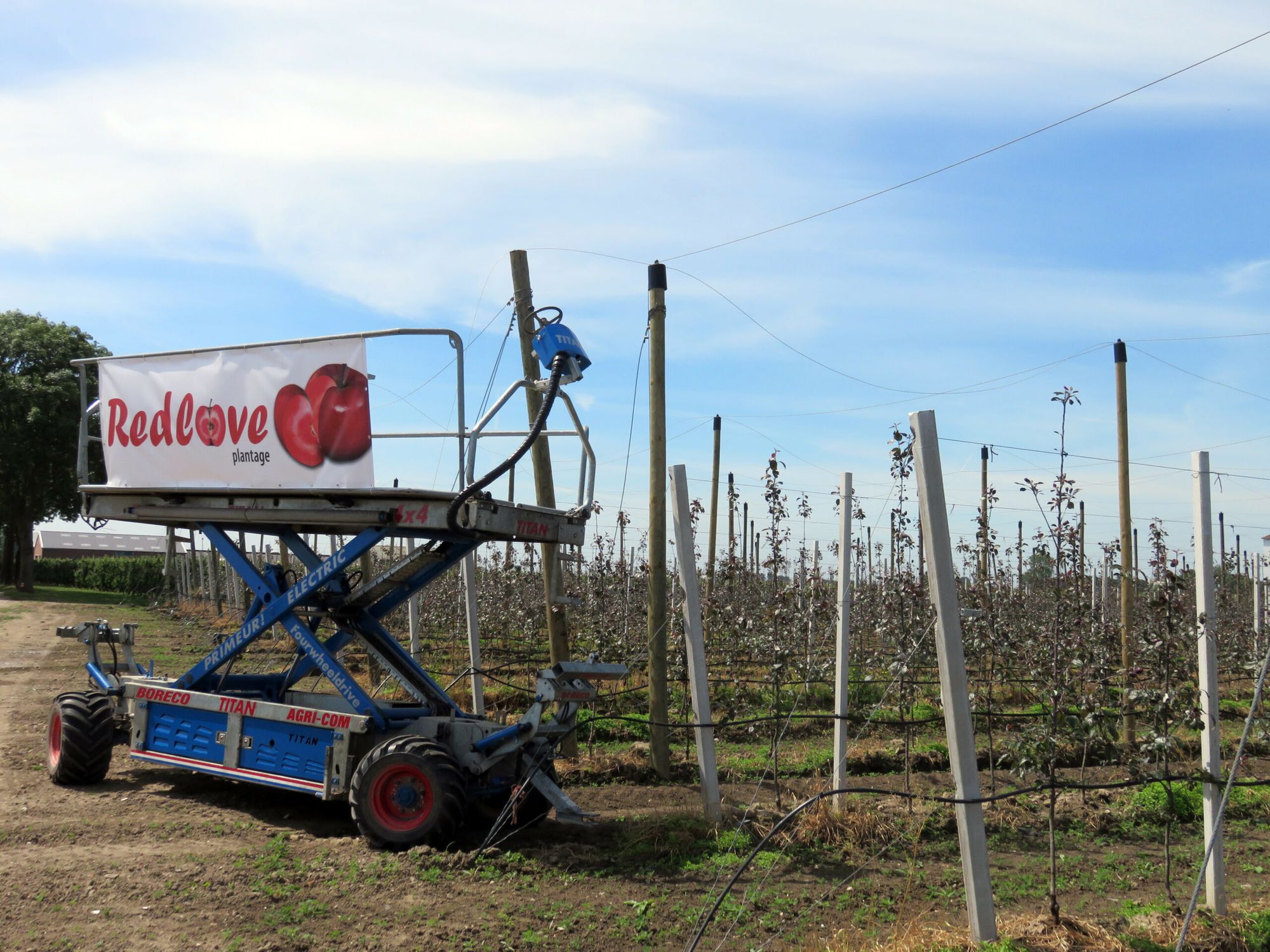 In voorjaar 2015 geplante Red Love bomen. - Foto: Ton van der Scheer