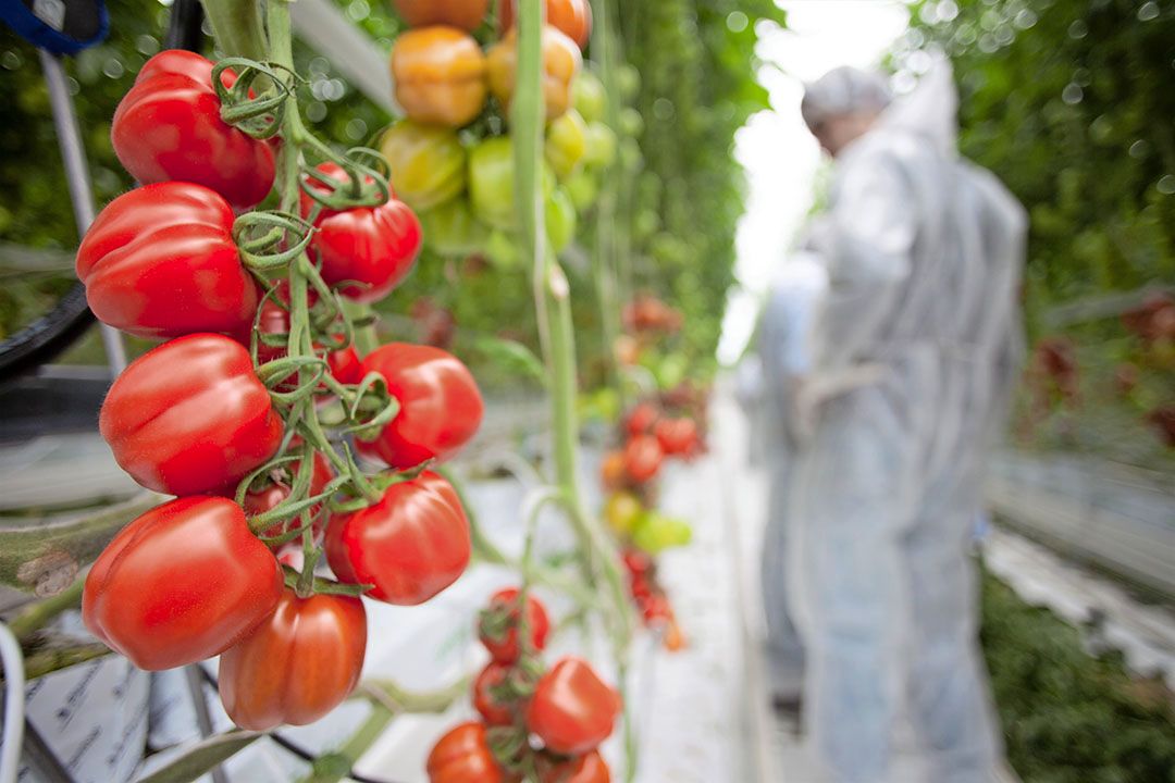 Archiefbeeld rassenonderzoek, zonder connectie met besmettingen. Foto: Rijk Zwaan