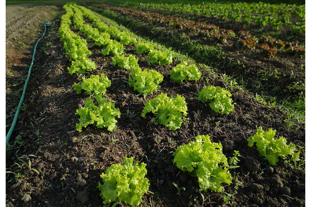 Steeds meer tuinders stoppen, waardoor het aanbod verschraalt. Foto: Canva