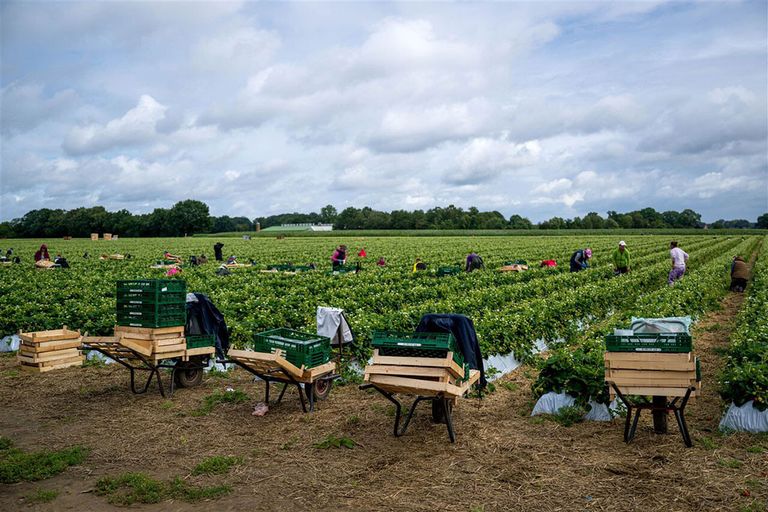 Aardbeienpluk in Duitsland. De situatie in de vollegrondsteelt van fruit is bijzonder kritiek. - Foto: ANP