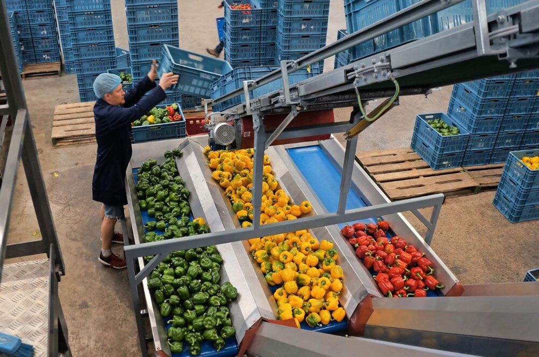 Bij glasgroenten valt op dat de winkelprijs voor paprika duidelijk boven voorgaande jaren blijft. - Foto: Gerard Boonekamp