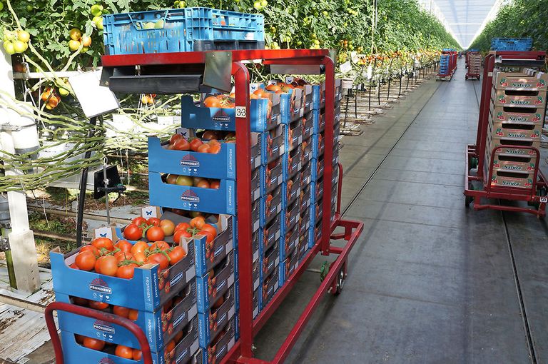 Tomaten van telersvereniging Prominent, onderdeel van Growers United. - Foto: Gerard Boonekamp