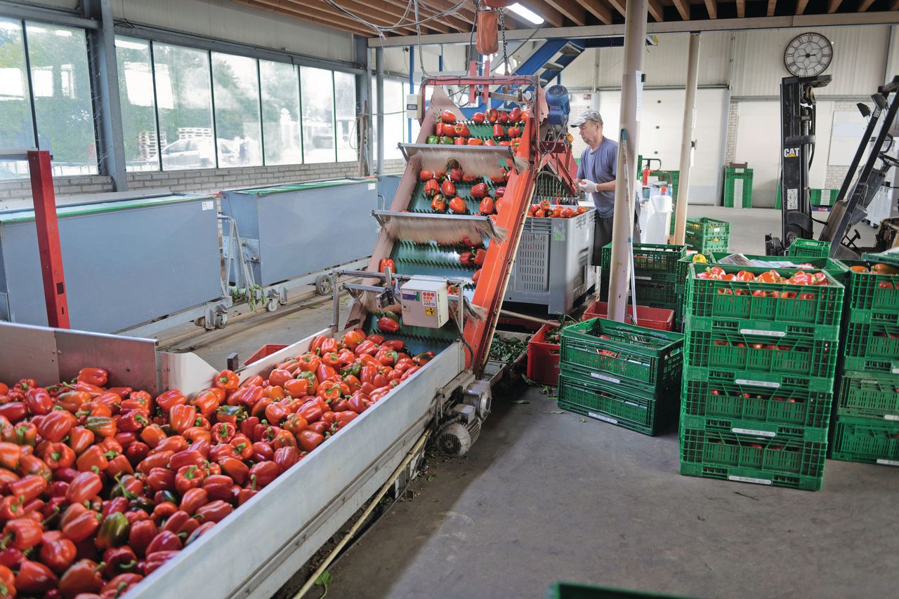 “Bij het oogsten van veel paprika’s krijgen we nauwelijks bonte paprika’s over de sorteermachine heen." Foto: Lex Salverda