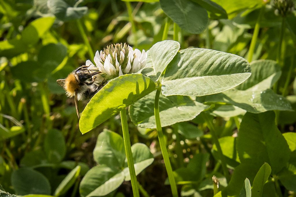 Klaver in een perceel biologische voederbieten. In Nederland is een kleine 4% van het totale landbouwareaal biologisch. - Foto: Koos Groenewold.