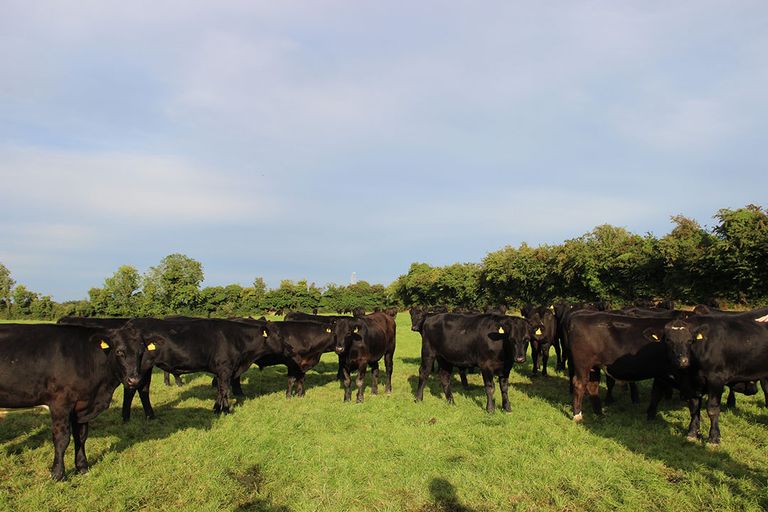 Iers rundvee. Foto: Boerderij