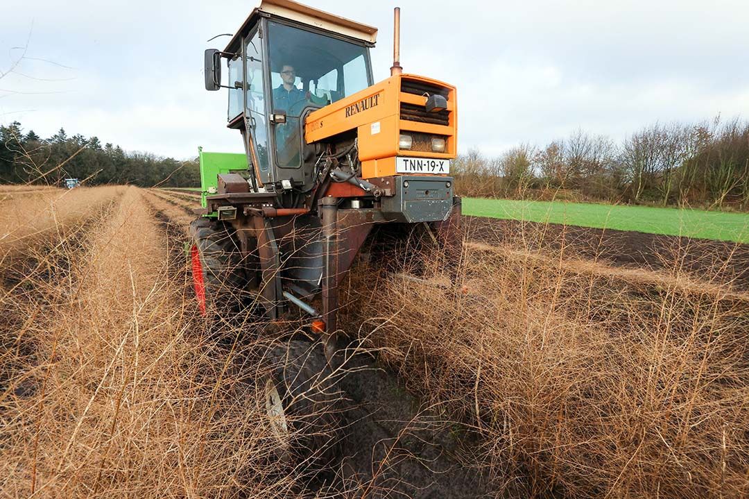 Normaal gesproken verwijdert Johan Bax het loof begin december en dan voert hij ook een grondbewerking uit. - Foto: Bert Jansen