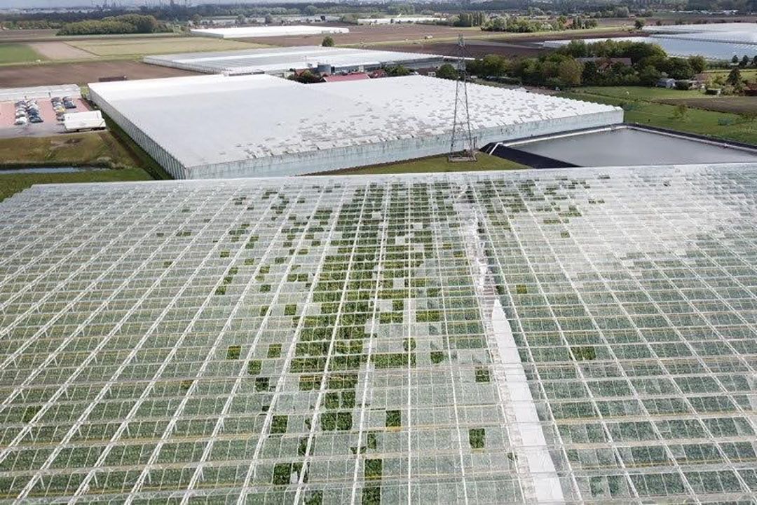 Schade door windhoos aan de tuinderijbedrijven aan de Konneweg en Kloosterweg in Tinte. - Foto: Vers van Voorne.