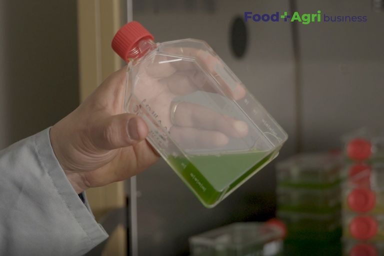 Het kweekproces van microalgen begint in een laboratorium. Daarna gaan de algen naar een grote fermentor. - Beeld: Scriptavideo