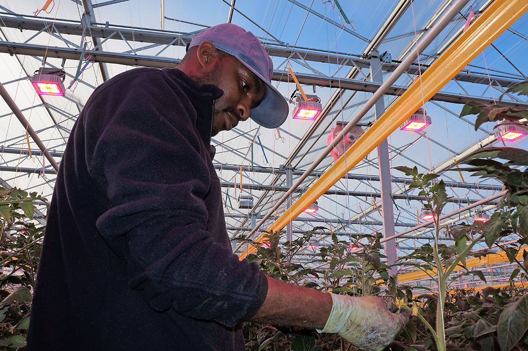 Tomatenteelt met LED. - Foto: Gerard Boonekamp