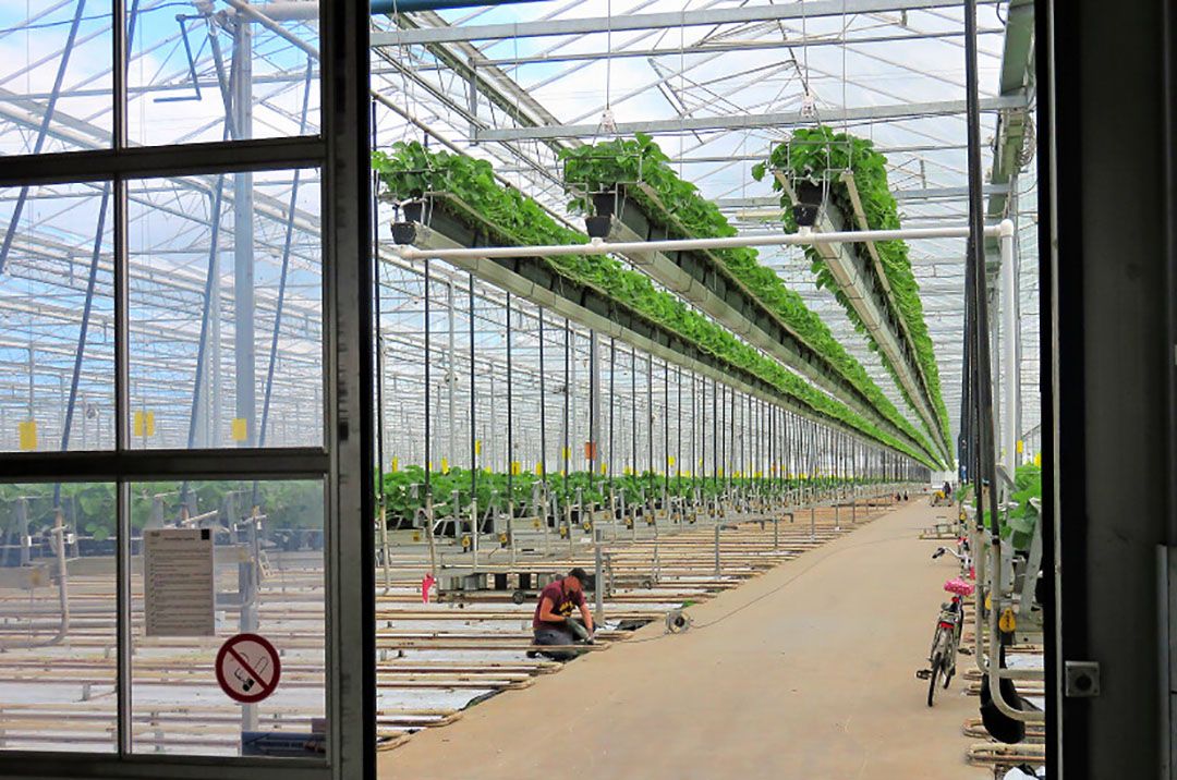 Nieuwbouw aardbeienkas kan op stikstof melkvee. Foto: Ton van der Scheer.