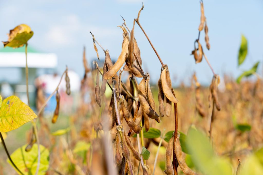 Sojaverwerker Elian haalt € 40 miljoen op voor de uitbreiding van de productiecapaciteit. Dit draagt bij aan het halen van de EU-doelstellingen. Foto: Jan Willem Schouten