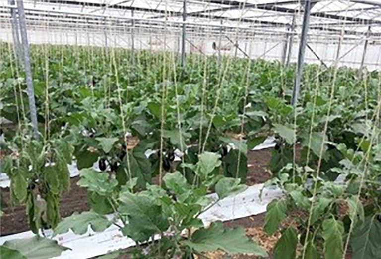 foto van uitbraak Ralstonia in 2016 in Nederlandse auberginekas. Foto: NVWA