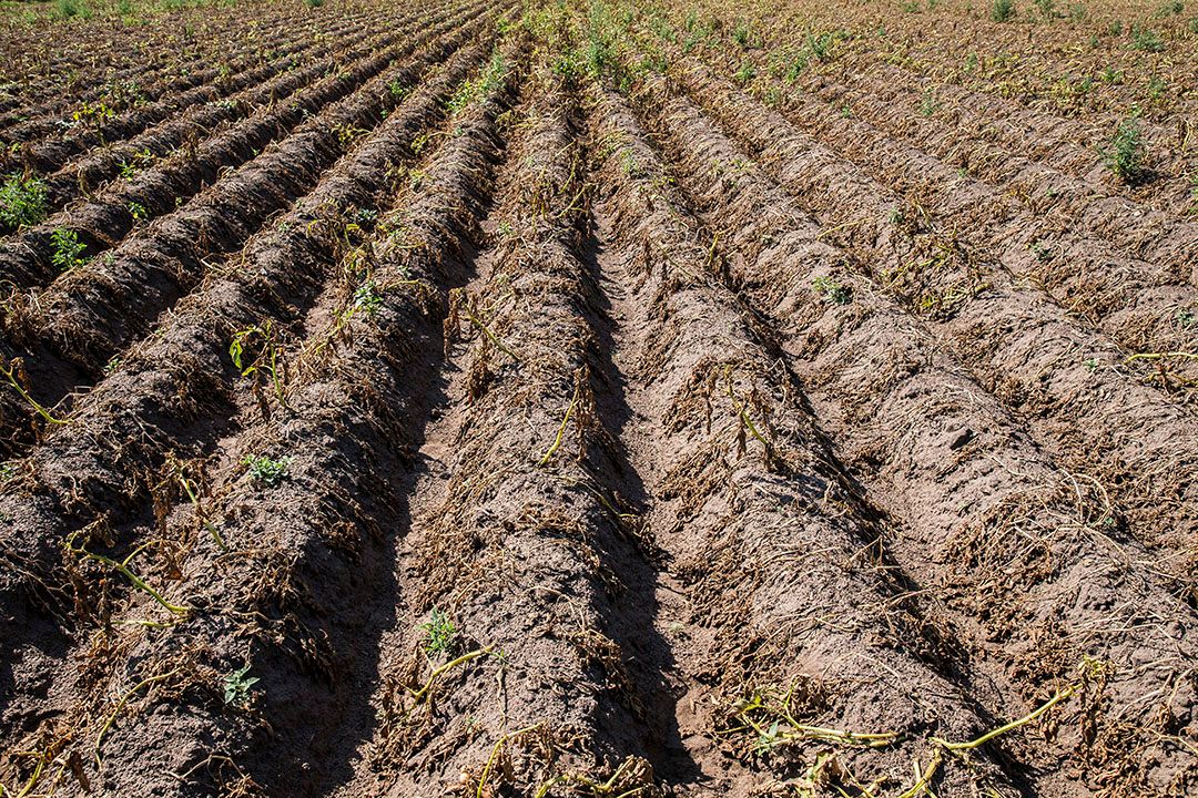 Droogte, hier goed zichtbaar op een aardappelperceel, zomer 2019. De huidige aprilmaand gaat qua droogte records verbreken. - Foto: ANP