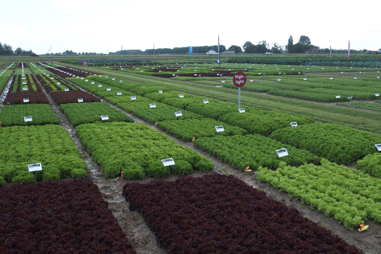 Het gloednieuwe Trial Centre Open Field in Heijningen is het toonbeeld van de ontwikkelingen in een aantal vollegrondsgroentegewassen. Foto: Stan Verstegen